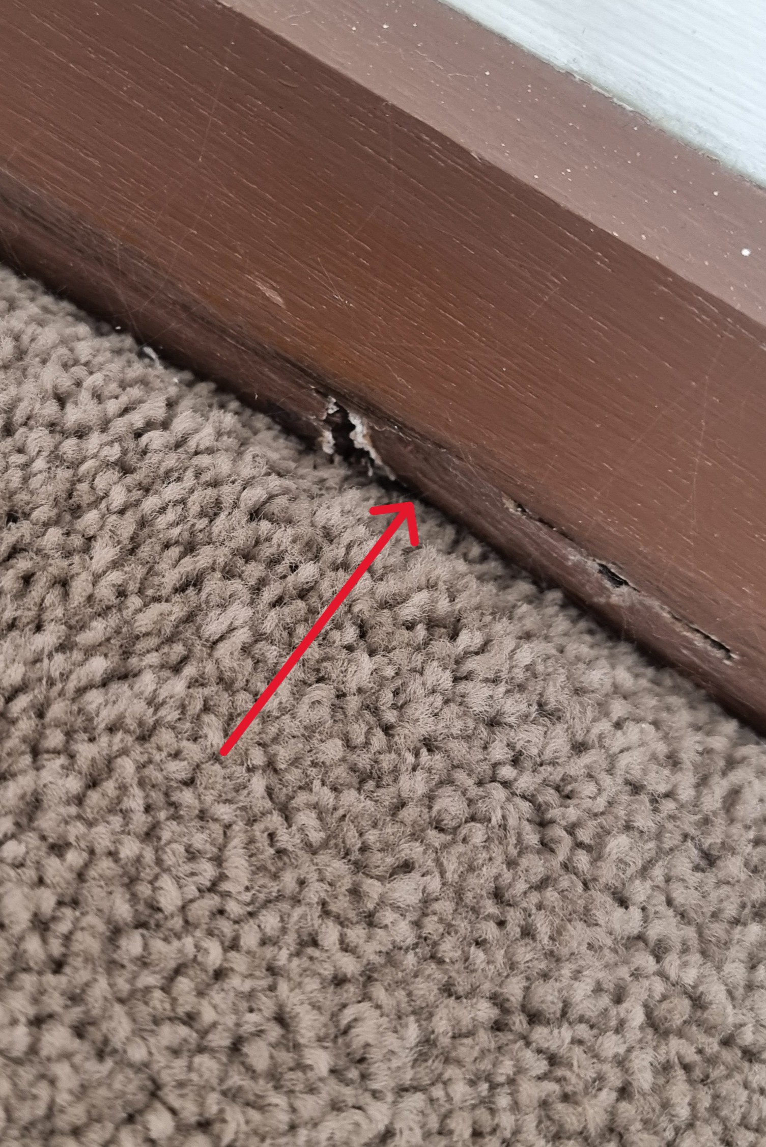 Water Damage - Major Defect Checklist | Aus Property Report